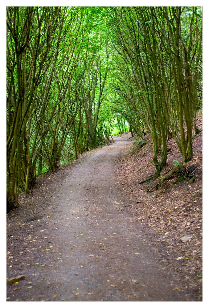 Waldweg