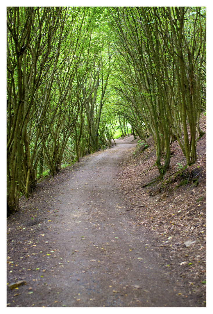 Waldweg