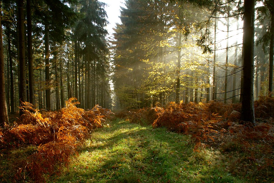 Waldweg