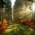 Waldweg