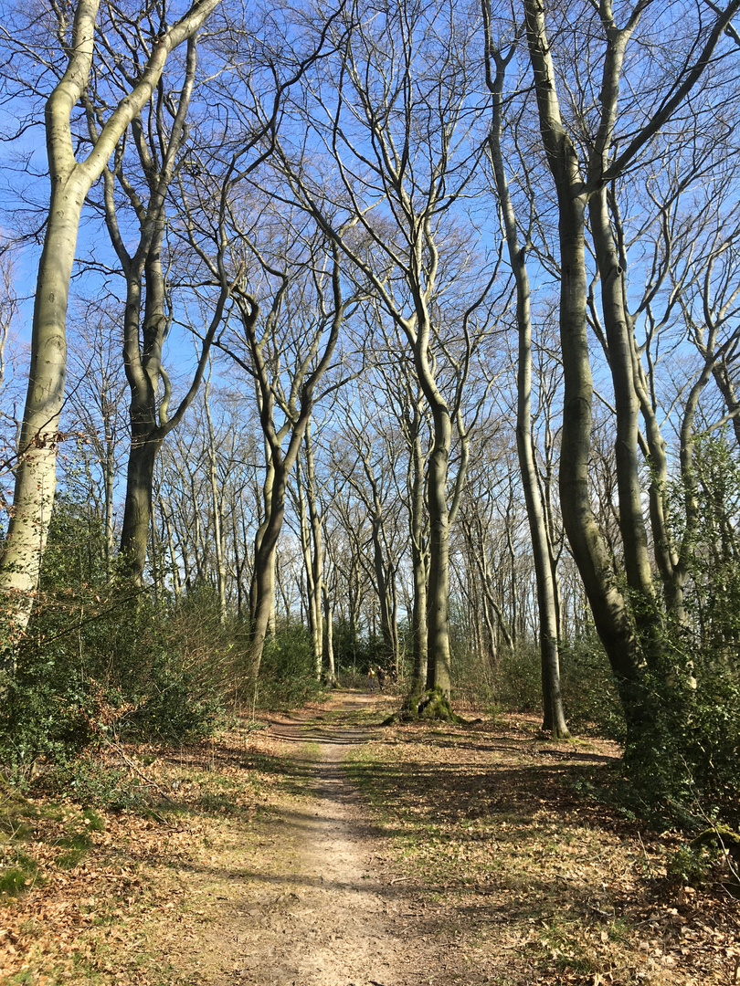 Waldweg