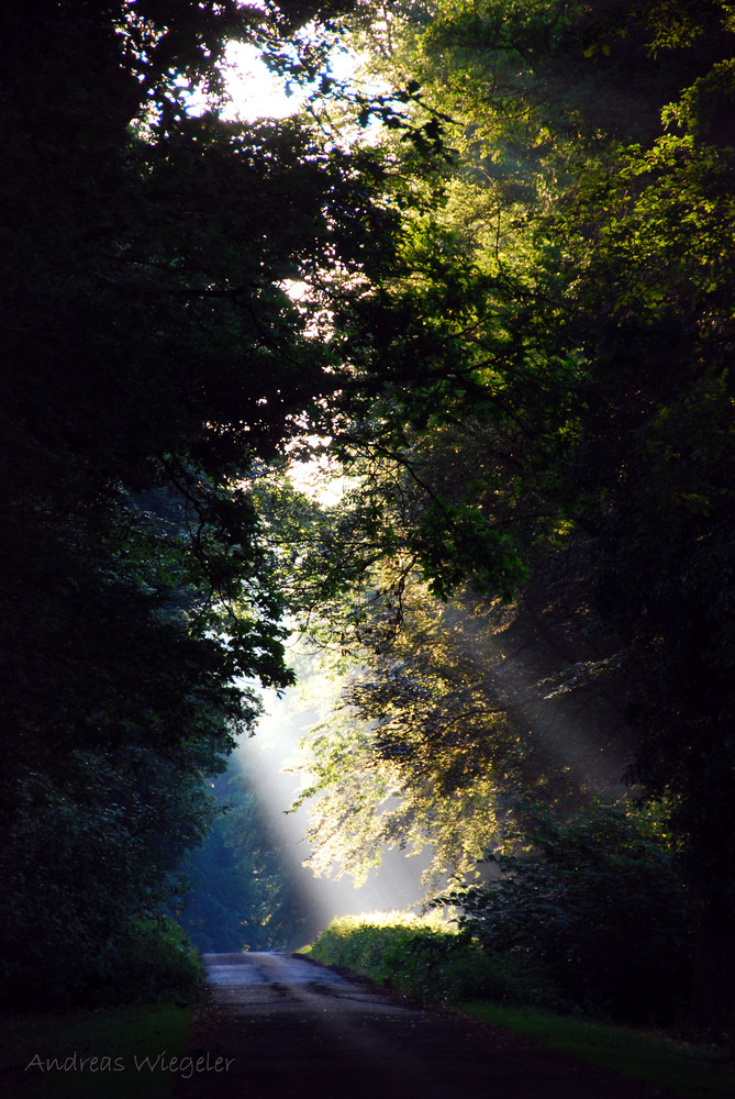 Waldweg