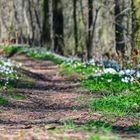 waldweg