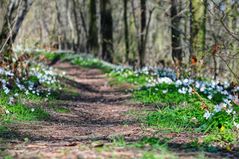 waldweg