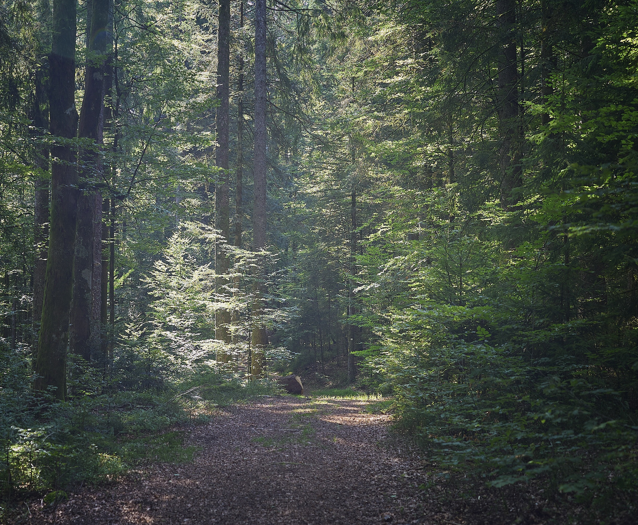 Waldweg