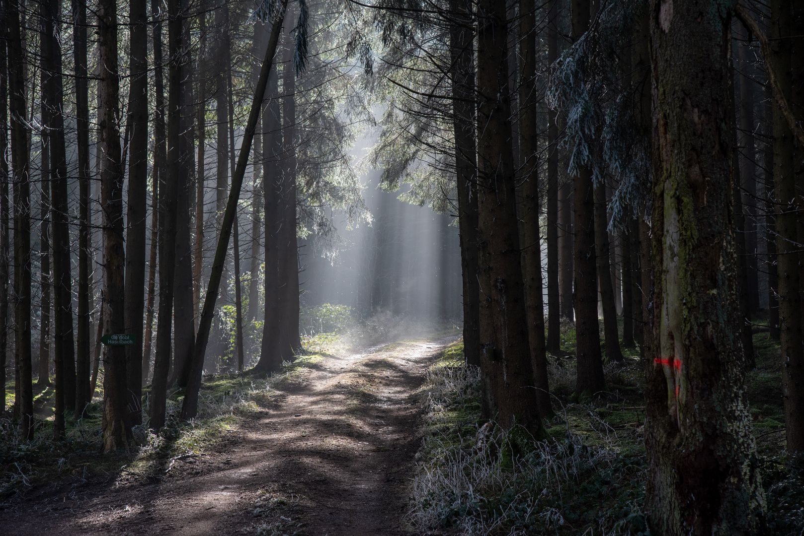 Waldweg