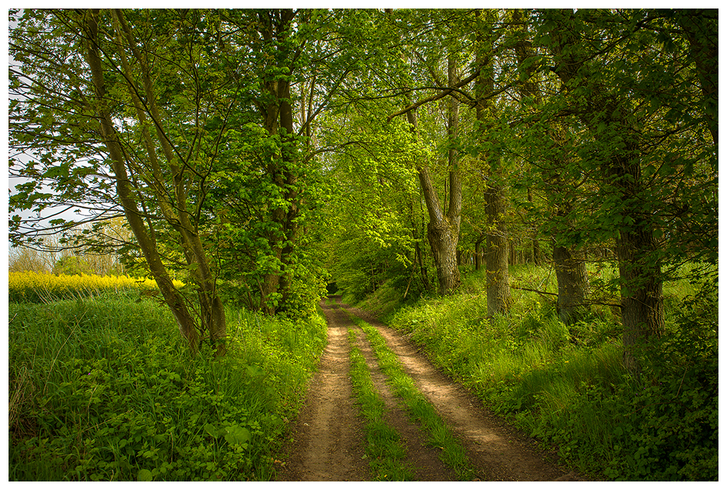 Waldweg