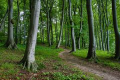 Waldweg