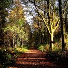 Waldweg