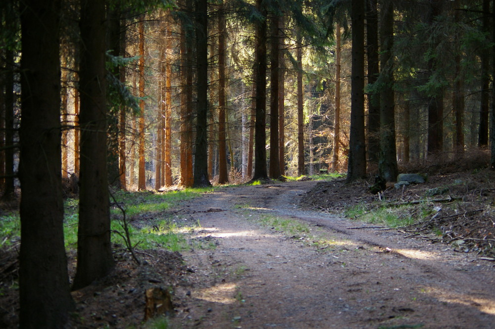 Waldweg