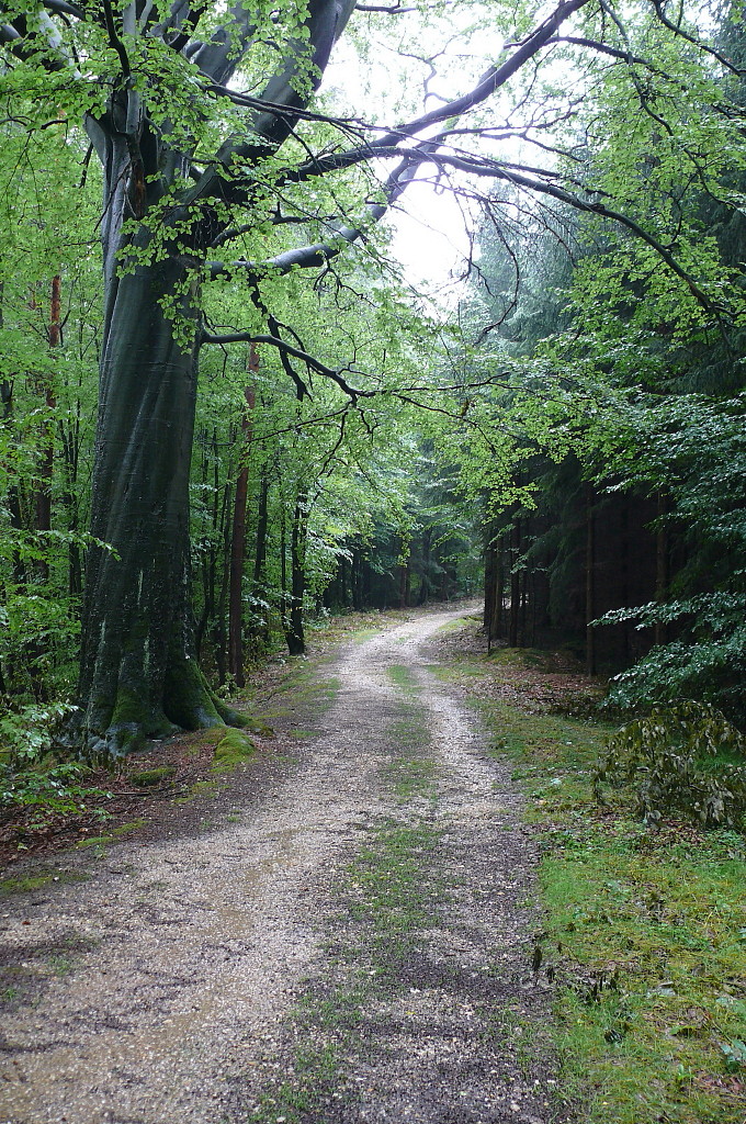 Waldweg