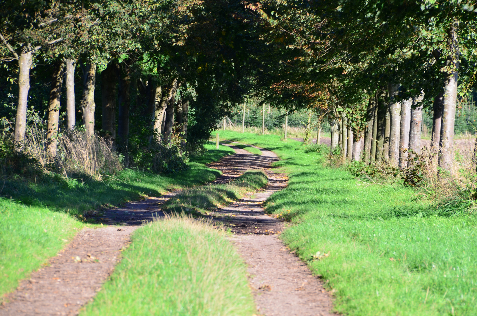 Waldweg