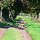 Waldweg