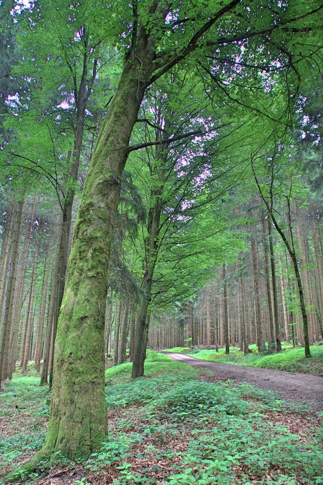 Waldweg