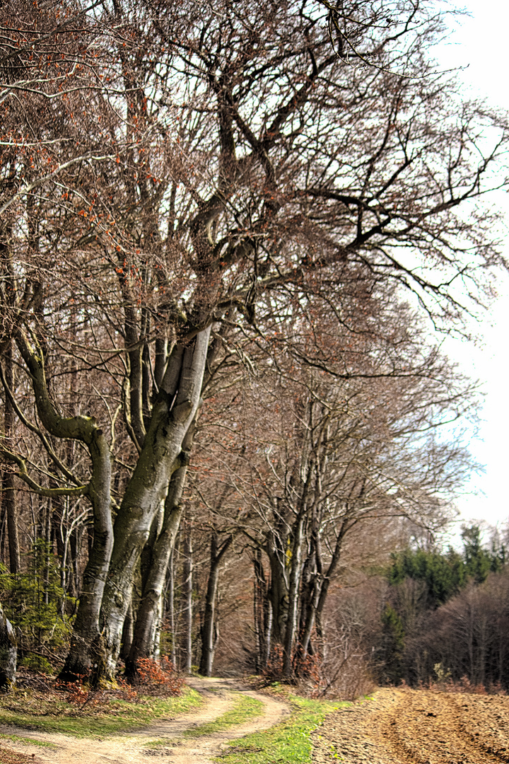 Waldweg