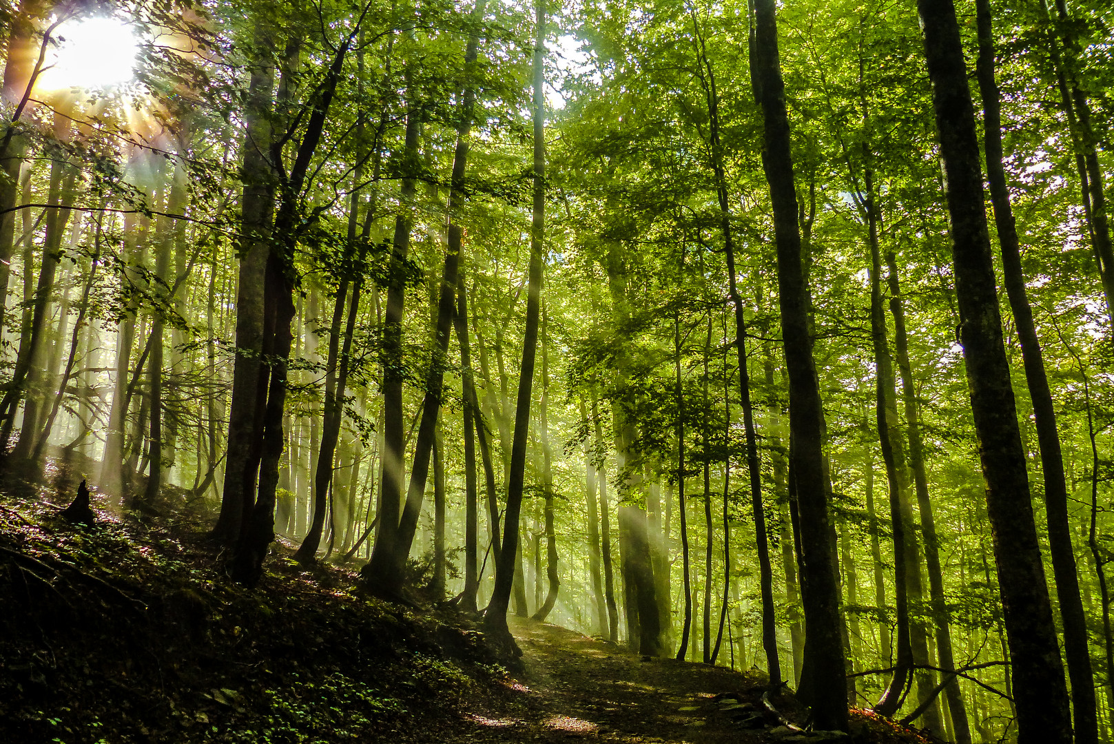 Waldweg