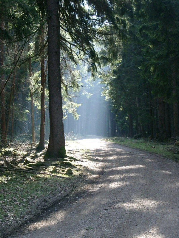 Waldweg