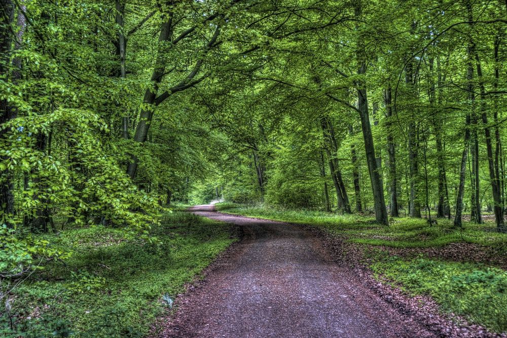 Waldweg