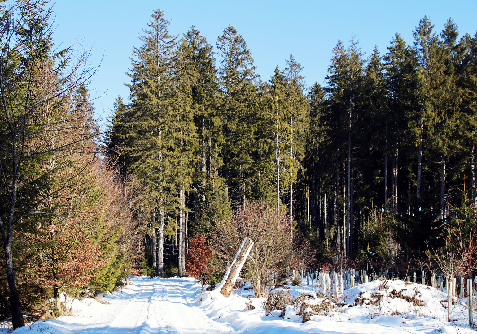 Waldweg