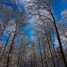 Waldweg