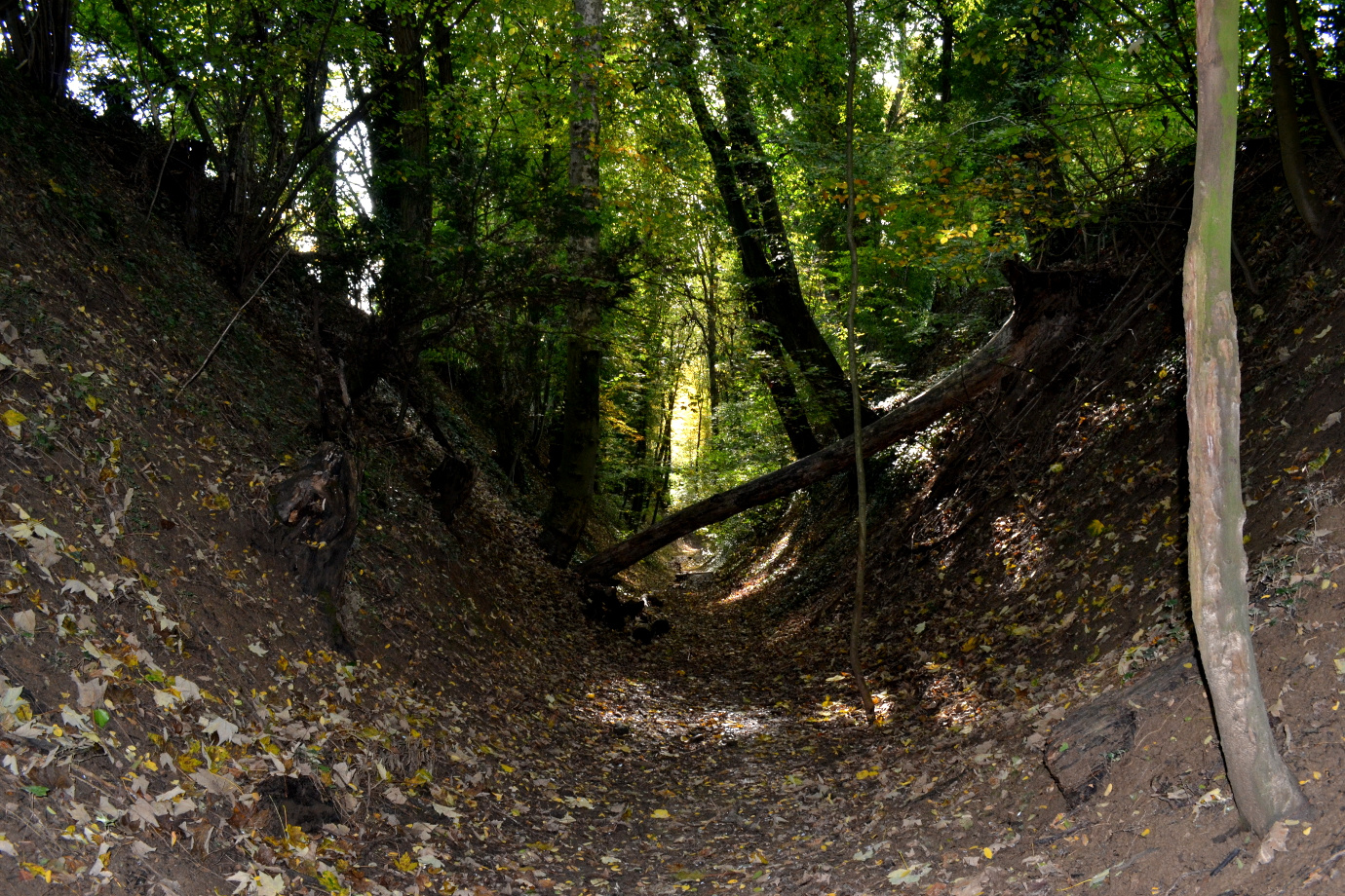 Waldweg