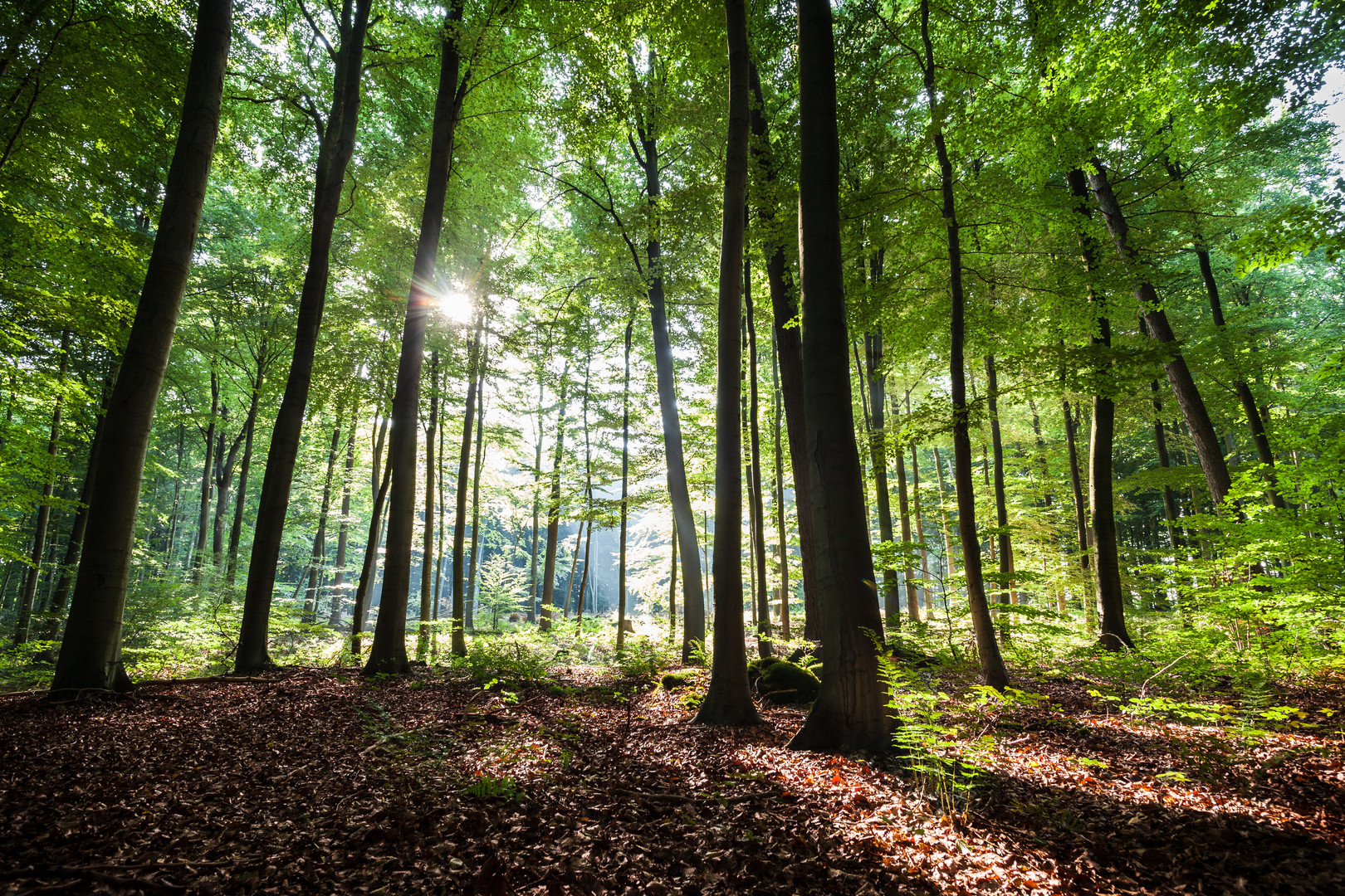 Waldweg