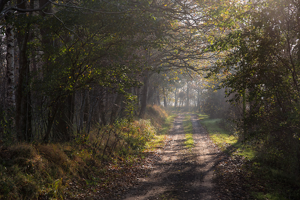 Waldweg