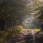 Waldweg