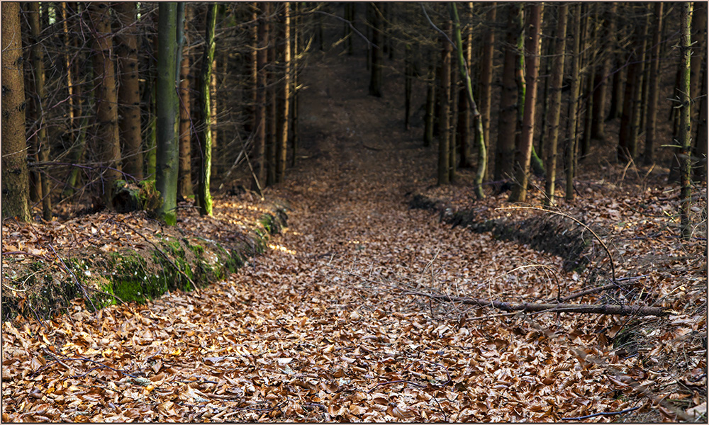 Waldweg