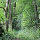 Waldweg