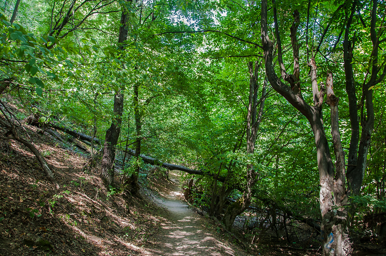 Waldweg