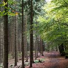 Waldweg