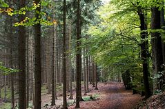 Waldweg