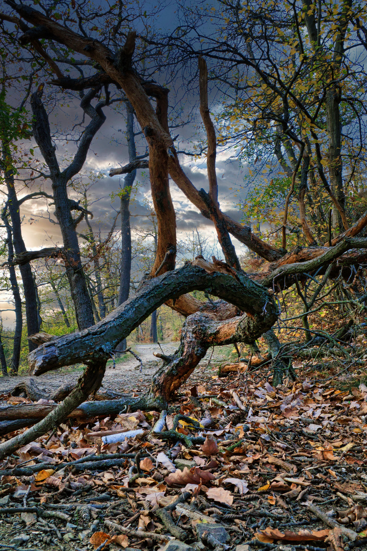 Waldweg