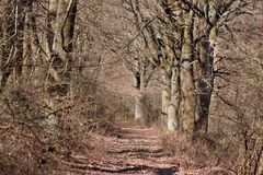 waldweg