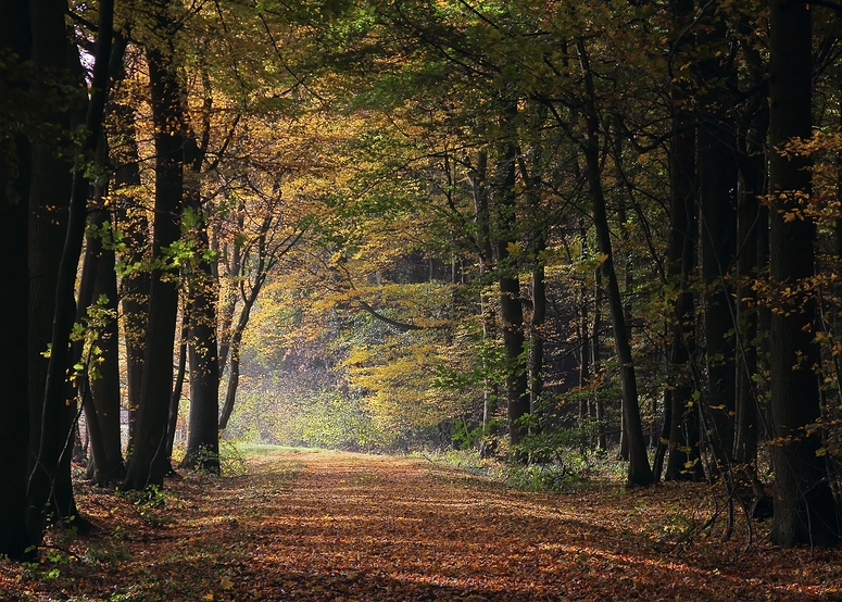 Waldweg