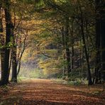 Waldweg