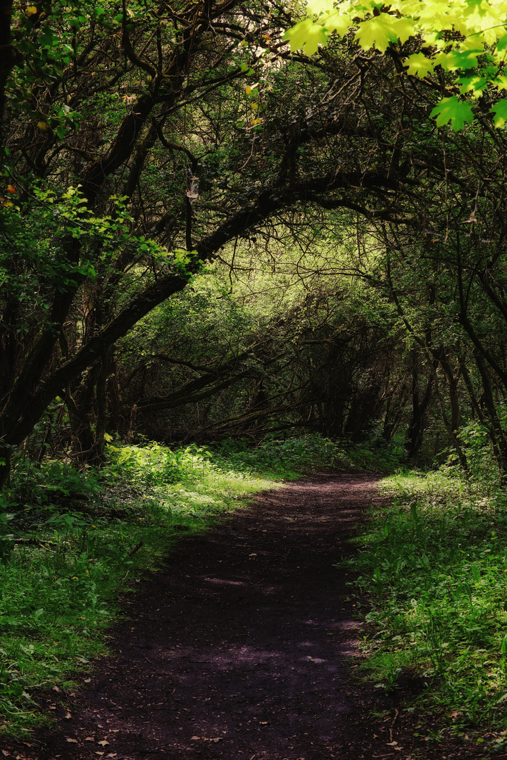 Waldweg