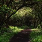 Waldweg