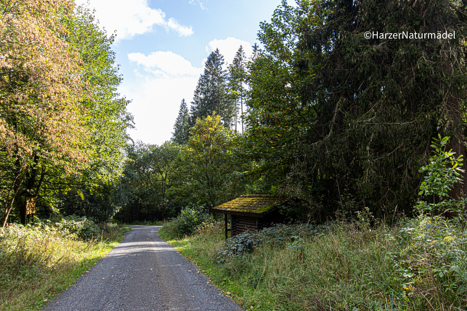 Waldweg