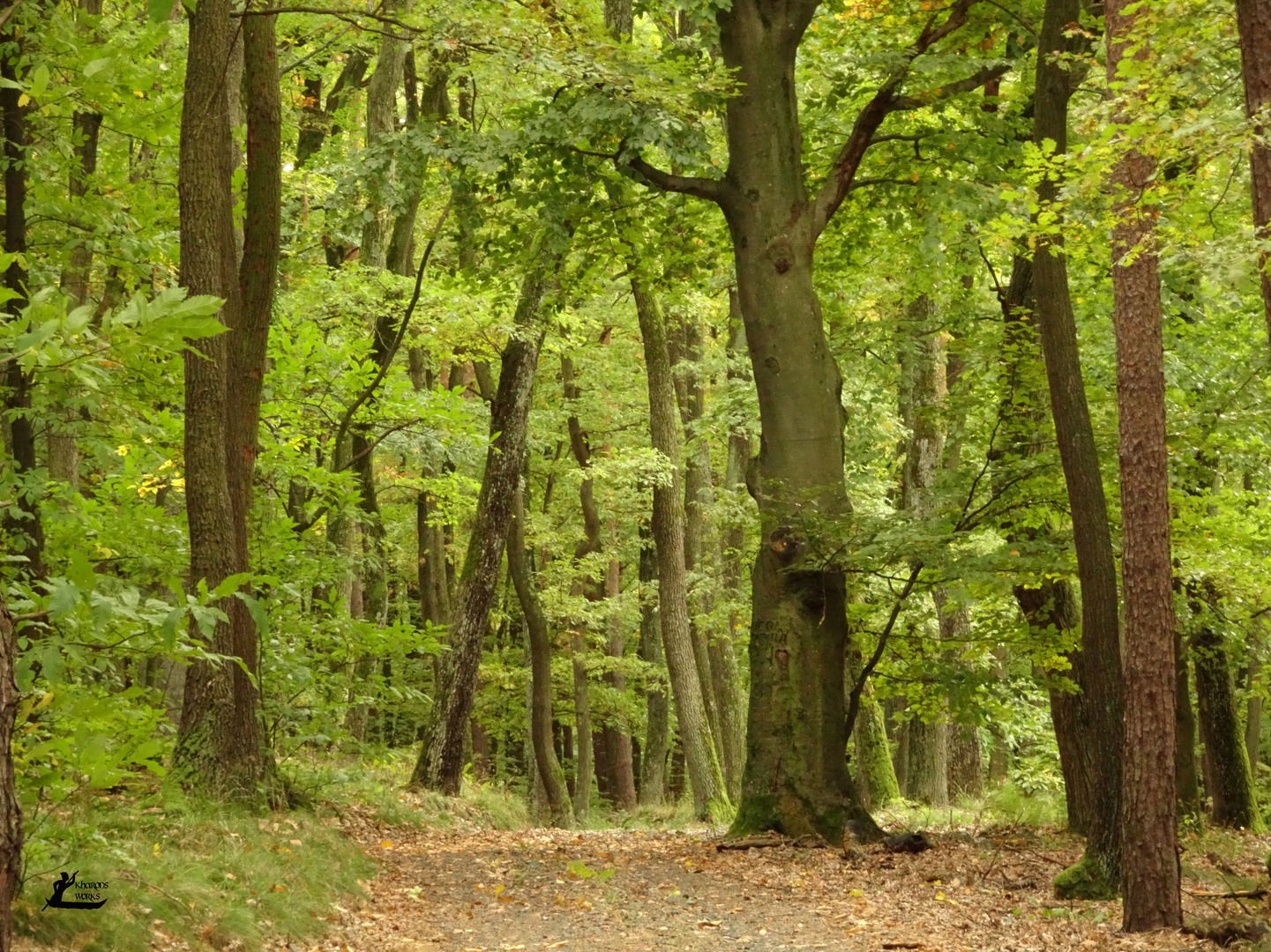 Waldweg