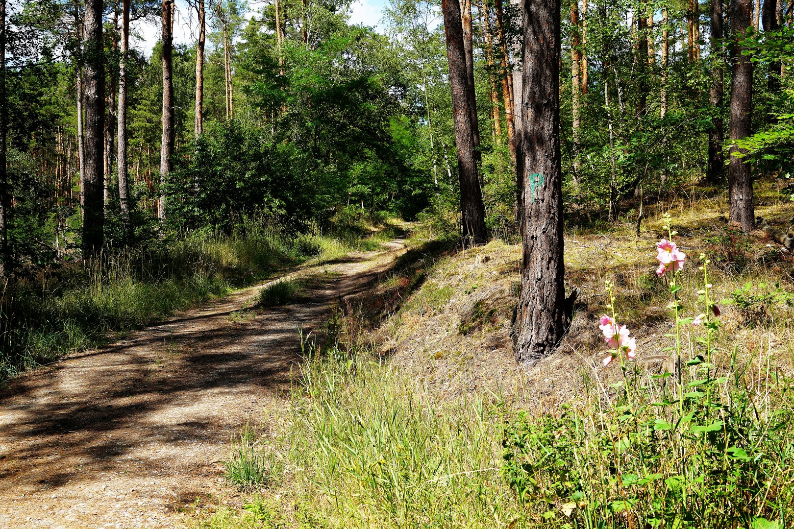 Waldweg