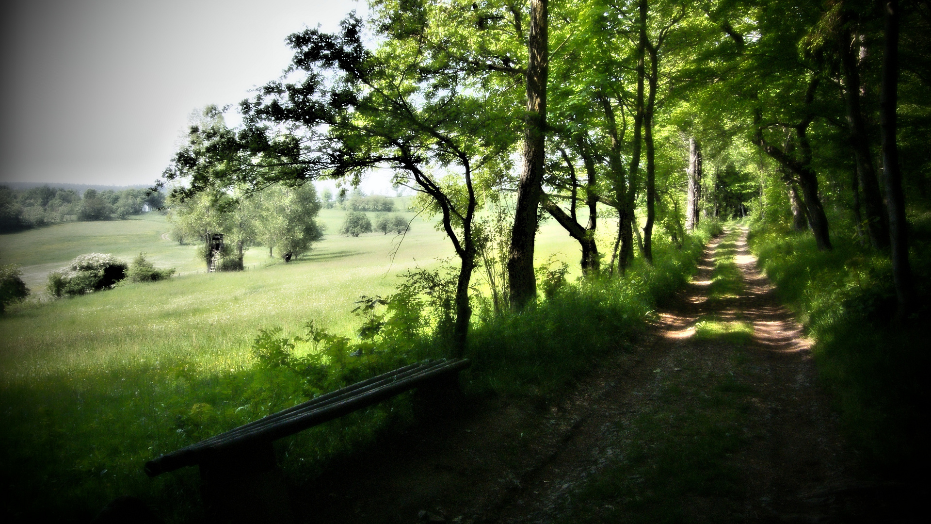 Waldweg