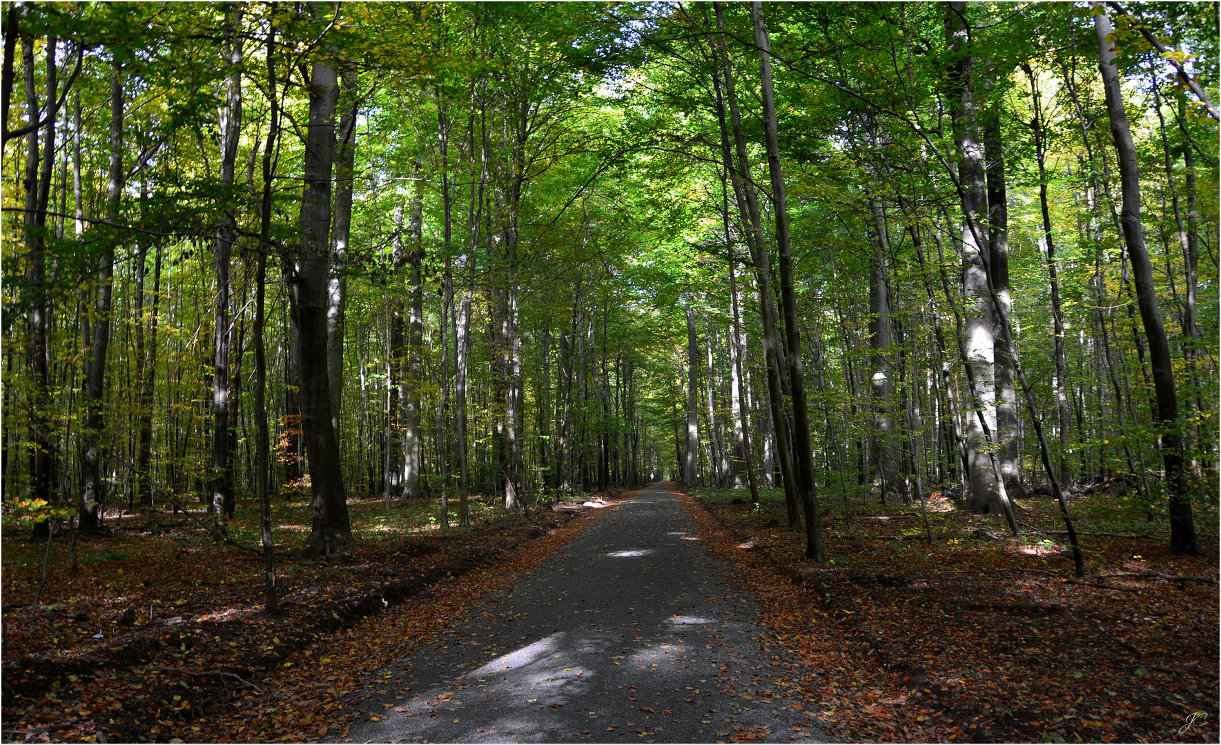 Waldweg