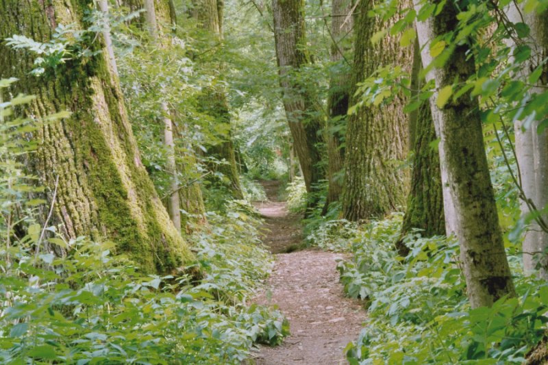 Waldweg