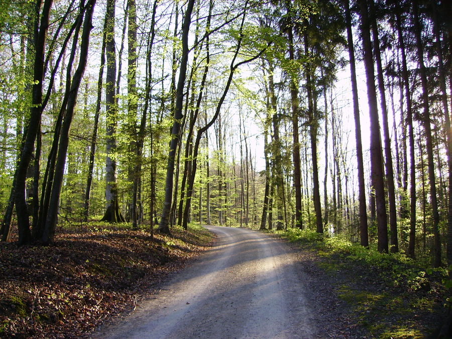 Waldweg