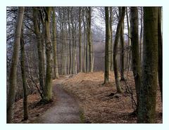 Waldweg