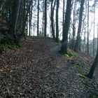 Waldweg...