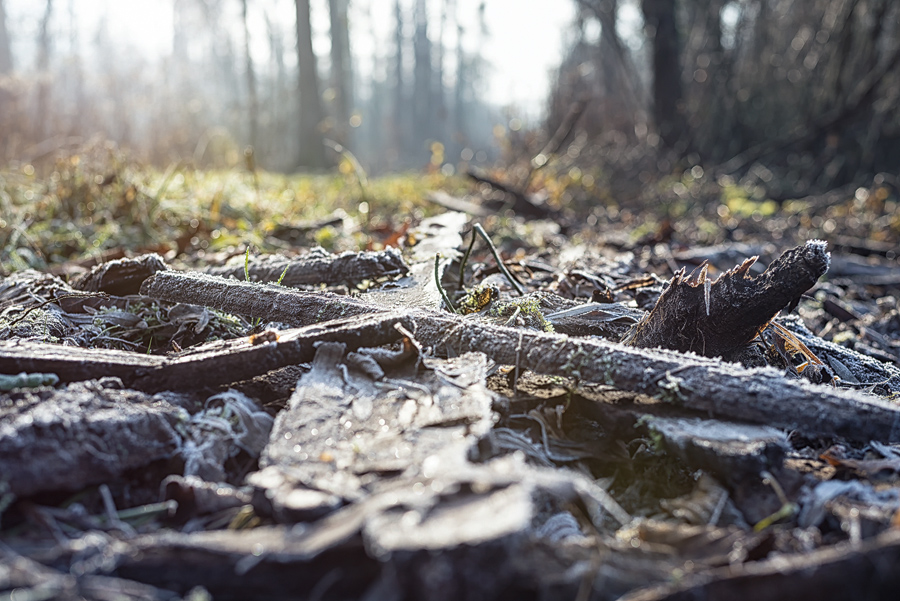 Waldweg