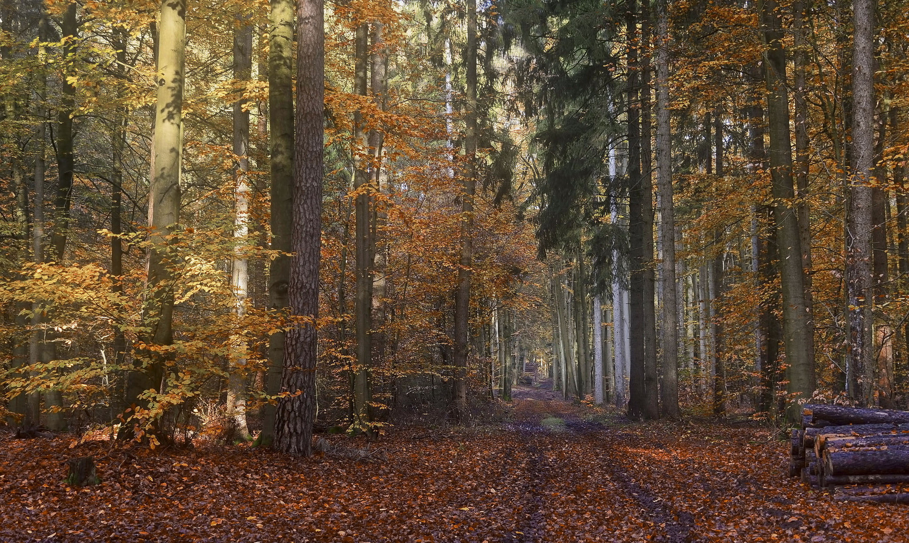 °Waldweg°